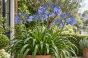 Pot met paarse agapanthus bloeischermen en brede groene bladeren op terras