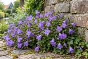 Paarsblauwe klokjesbloemen (Campanula) langs kassei en bakstenen muurtje in tuinpad