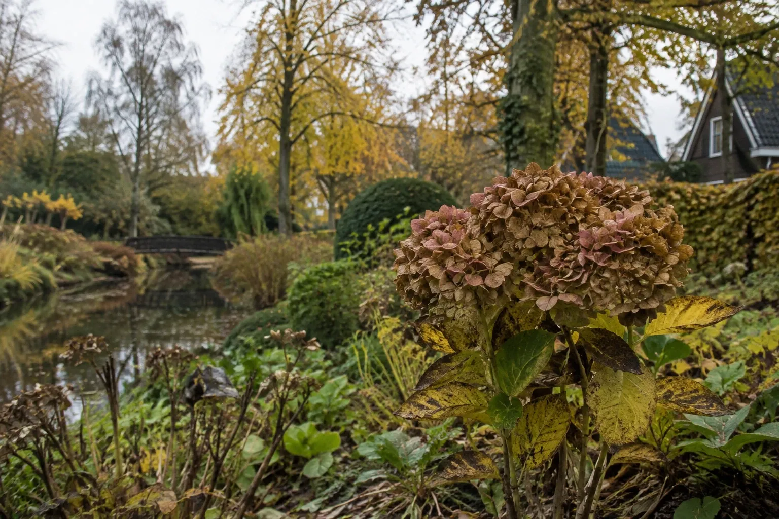 Verwelkte hortensia met bruine bloemen in herfsttuin naast vijver en bomen