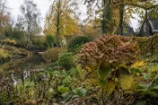 Verwelkte hortensia met bruine bloemen in herfsttuin naast vijver en bomen