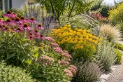 Zonnige border met roze rudbeckia, paarse salie en roze sedum tussen siergrassen