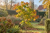 Jonge esdoorn met herfstkleurige bladeren in zonnige tuinlandschap tussen borders